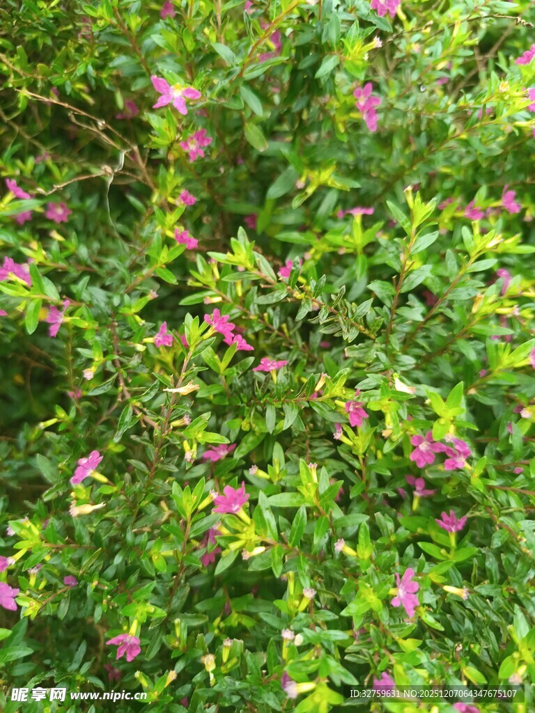 绿叶丛中的娇艳粉色花朵