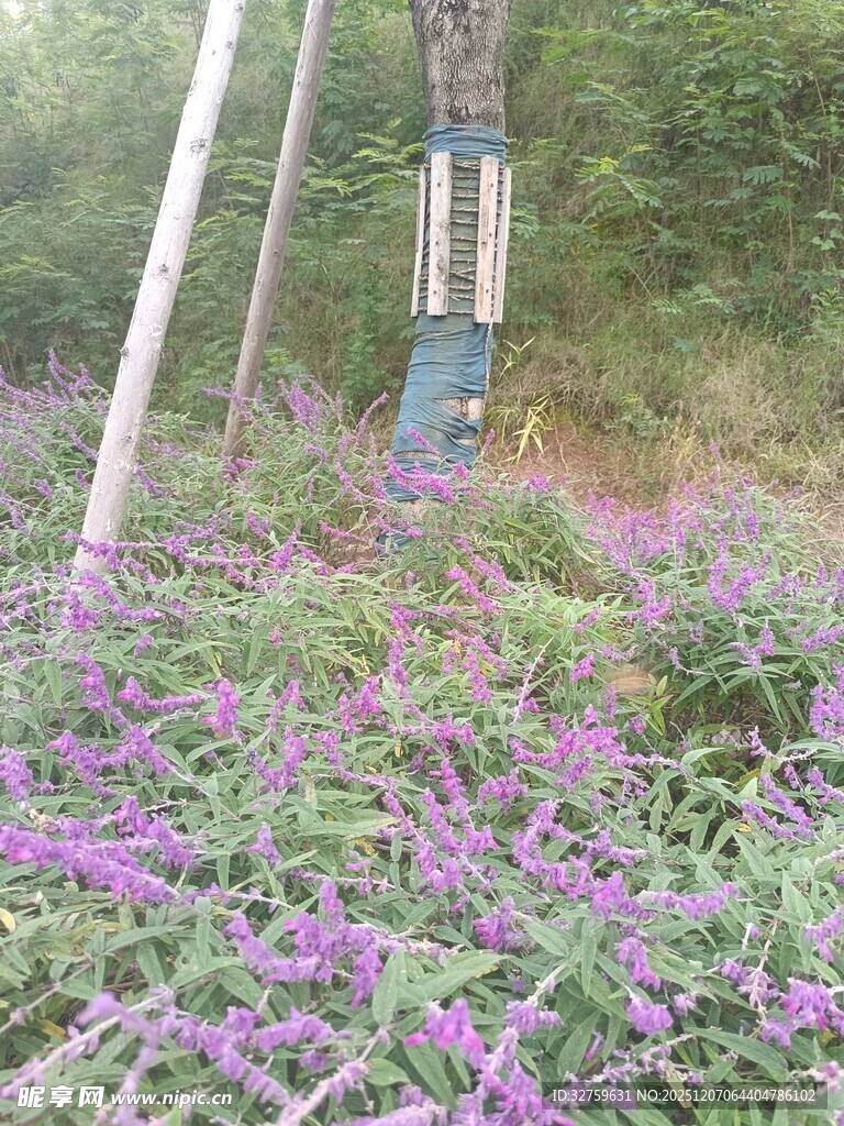 林间紫色花丛中的监测设备