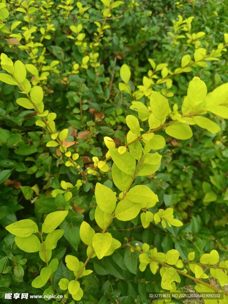 翠绿繁茂的黄色叶片植物