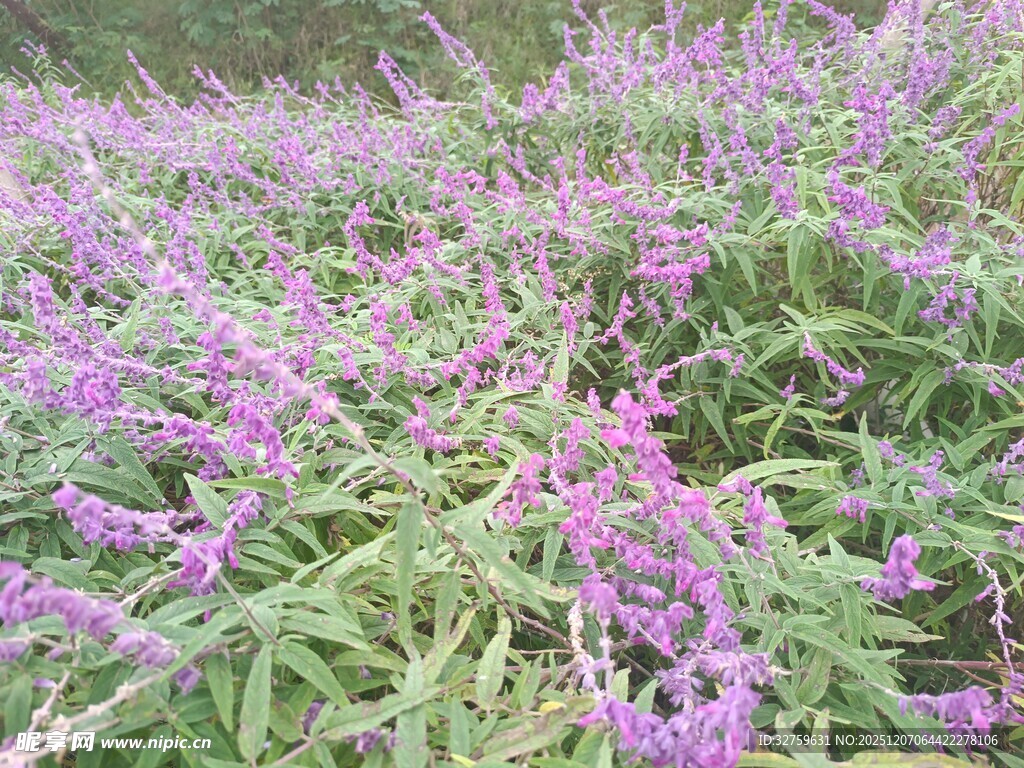 紫色花丛绽放生机