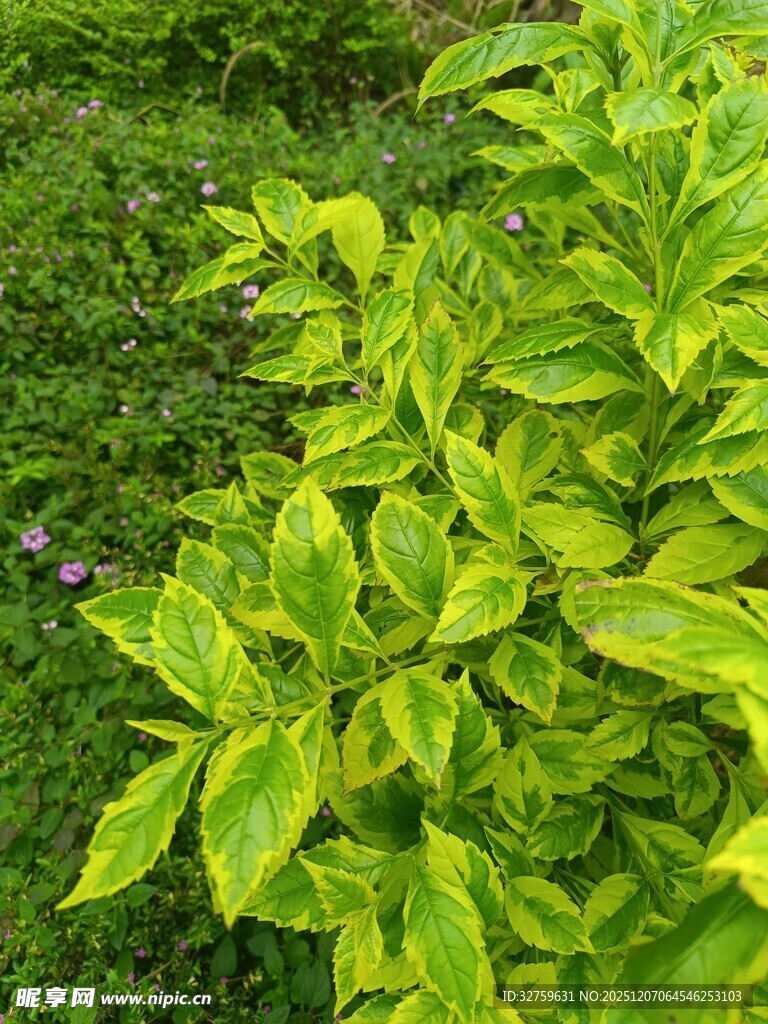 翠绿植物的清新景致