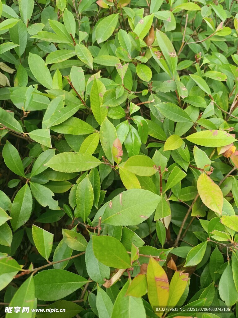 翠绿繁茂的植物叶片