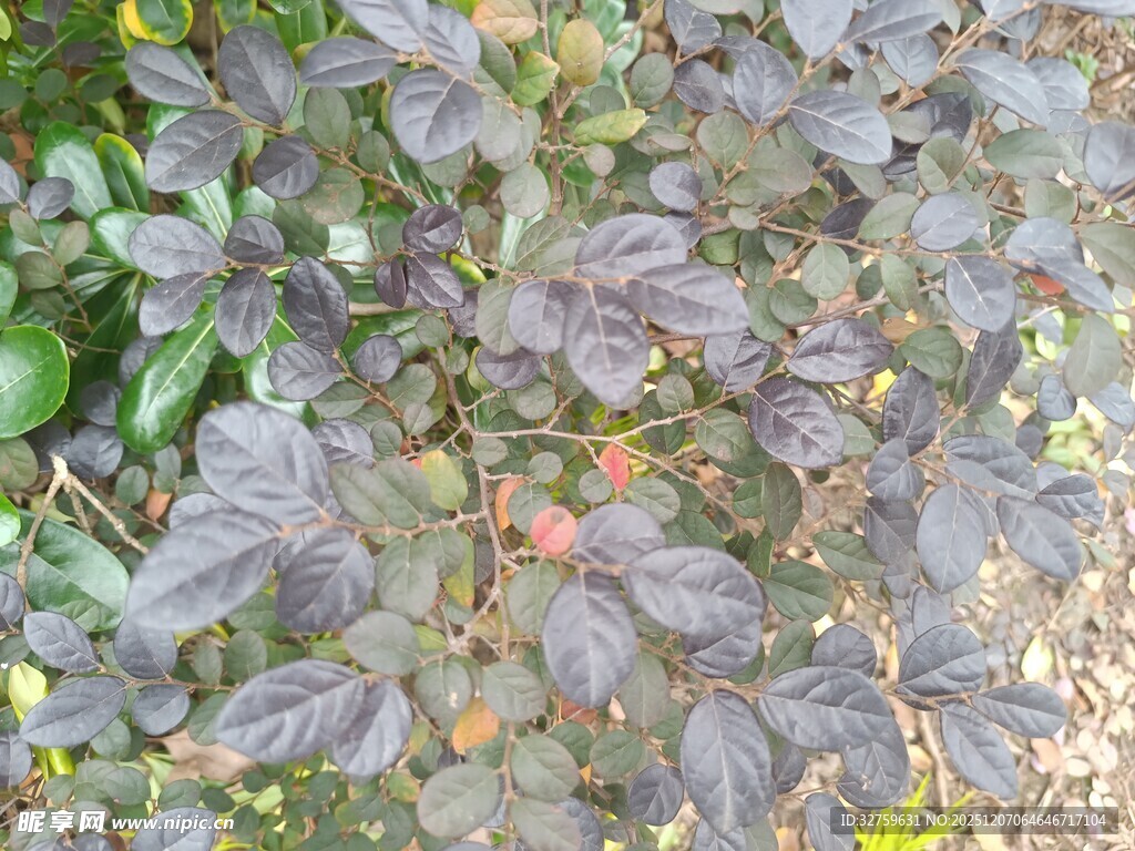 深紫色叶片的植物特写