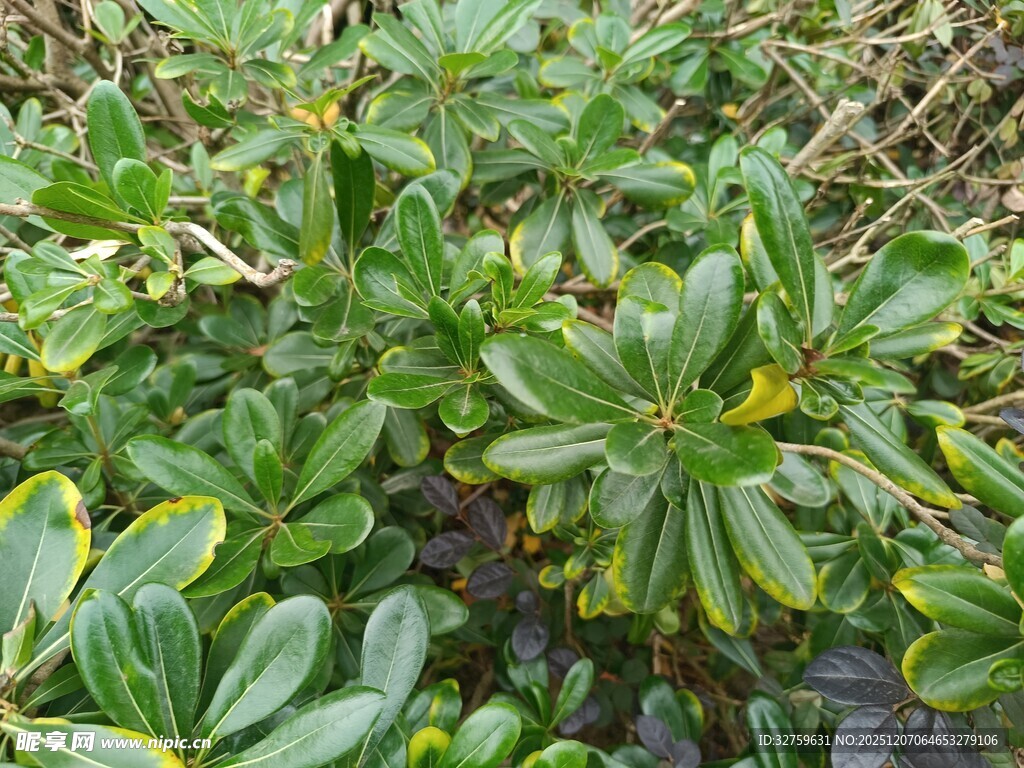 绿叶繁茂的植物景观