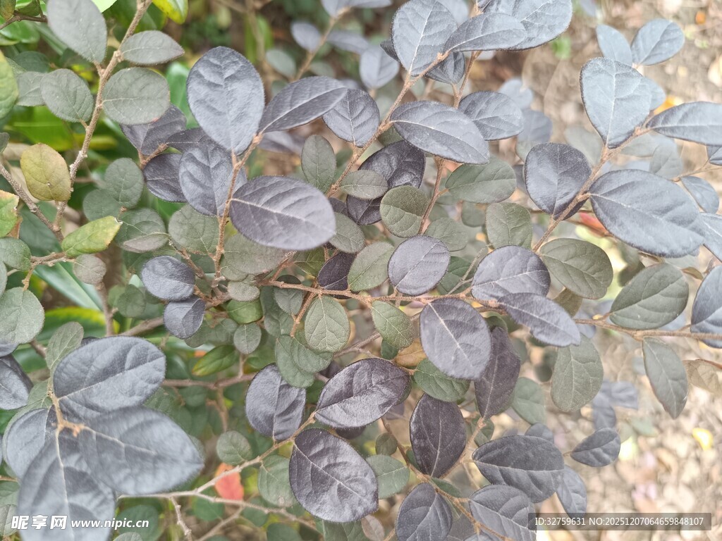 深紫色叶片植物特写