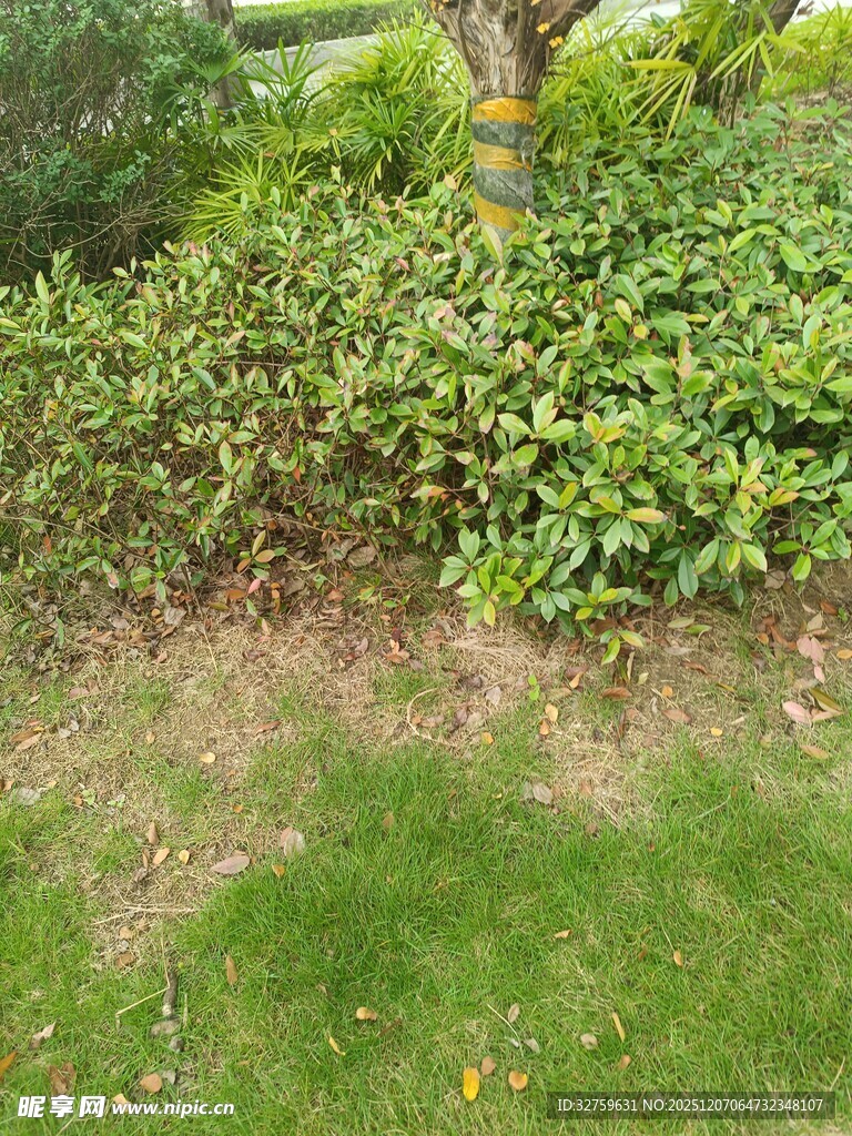 绿意盎然的草地与灌木丛