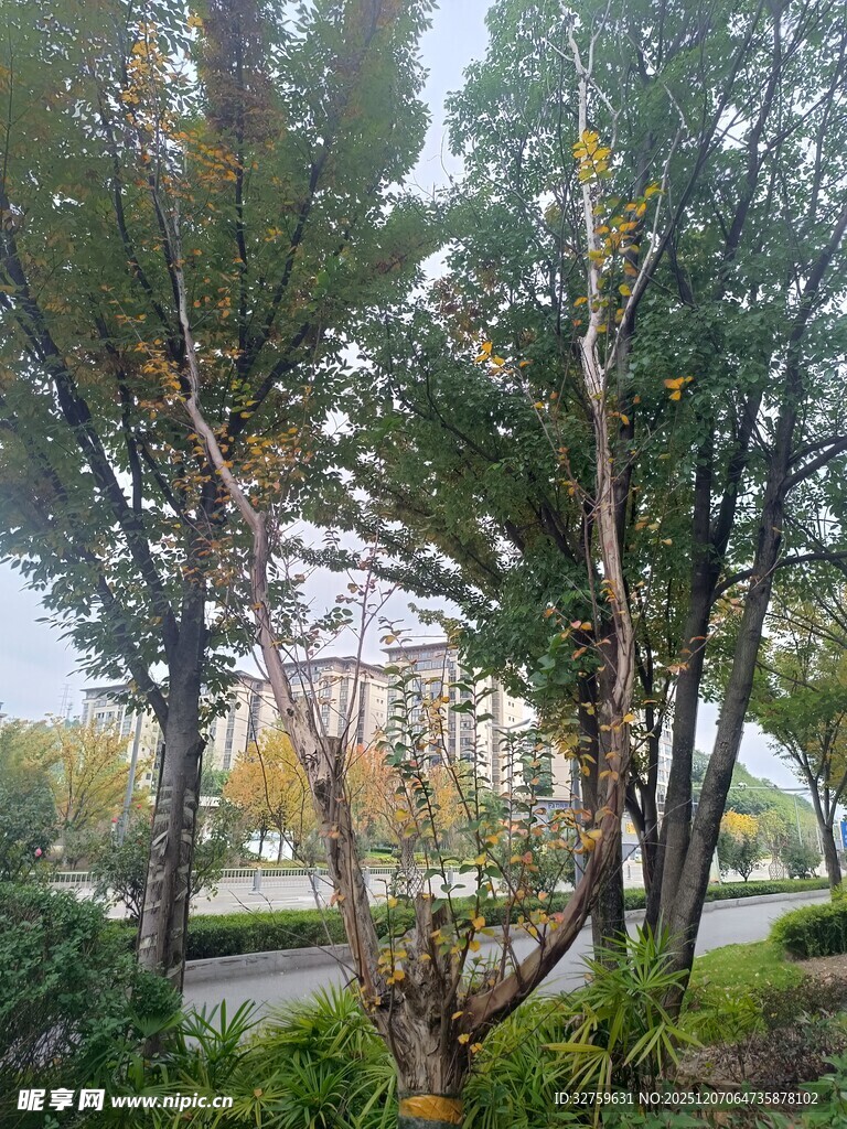 秋日公园树木景致