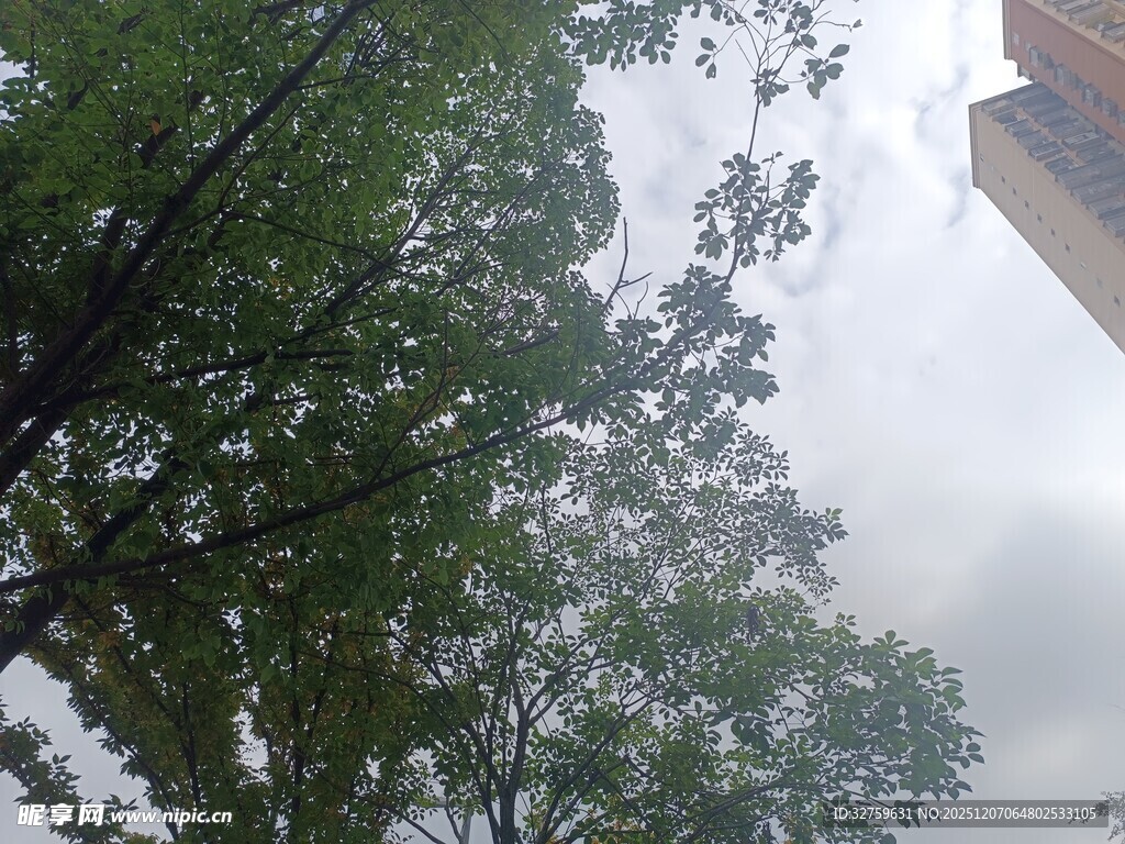 雨中仰视繁茂绿树