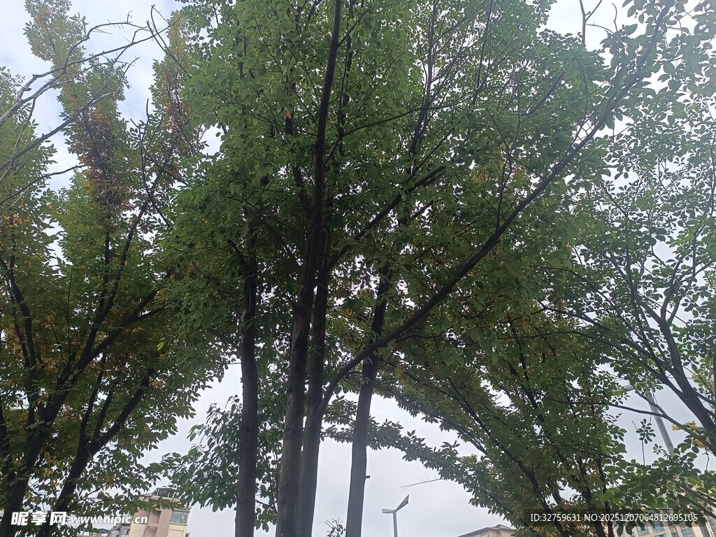 挺拔松树在雨中