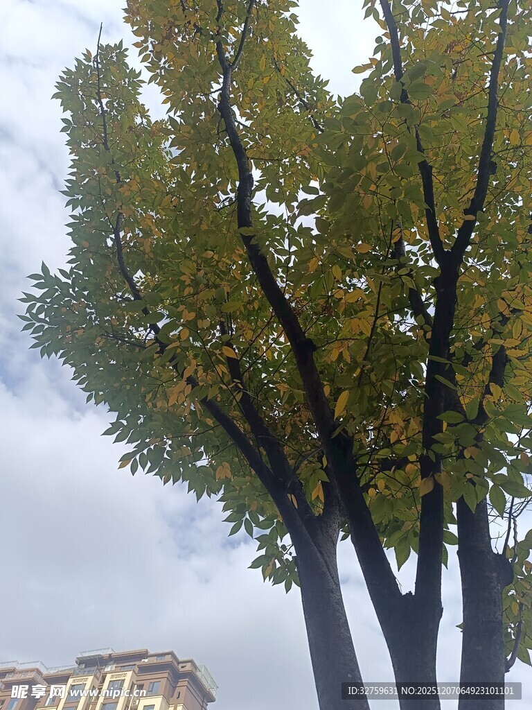 秋日树下的建筑景致