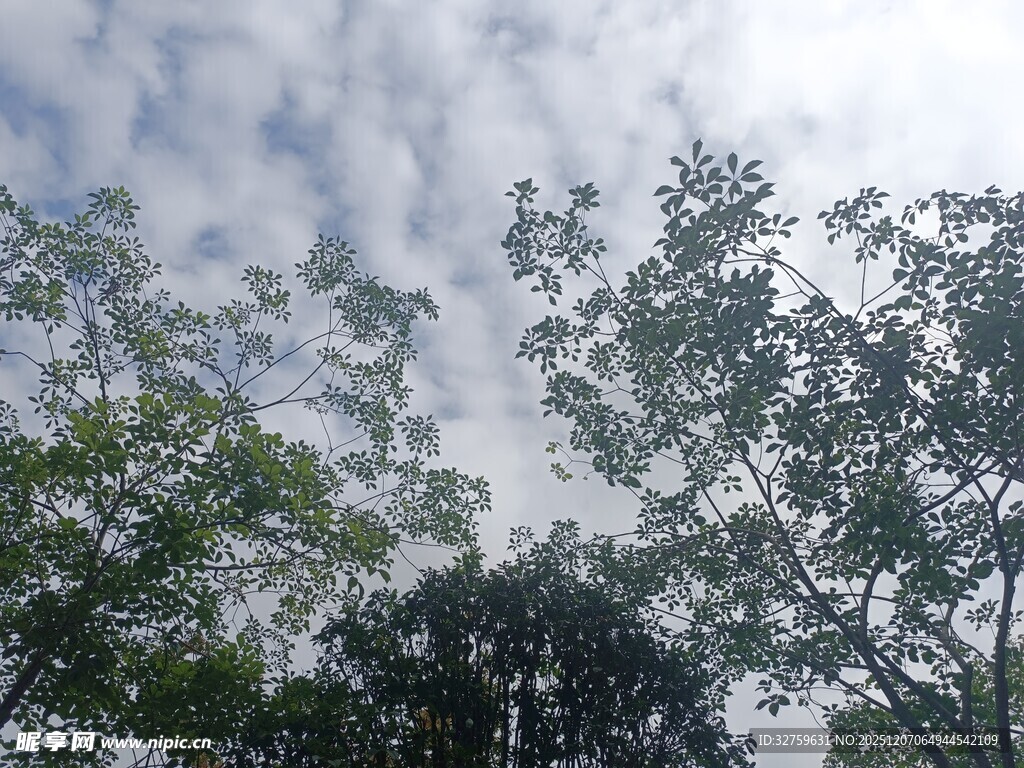 仰望林间天空与繁茂枝叶