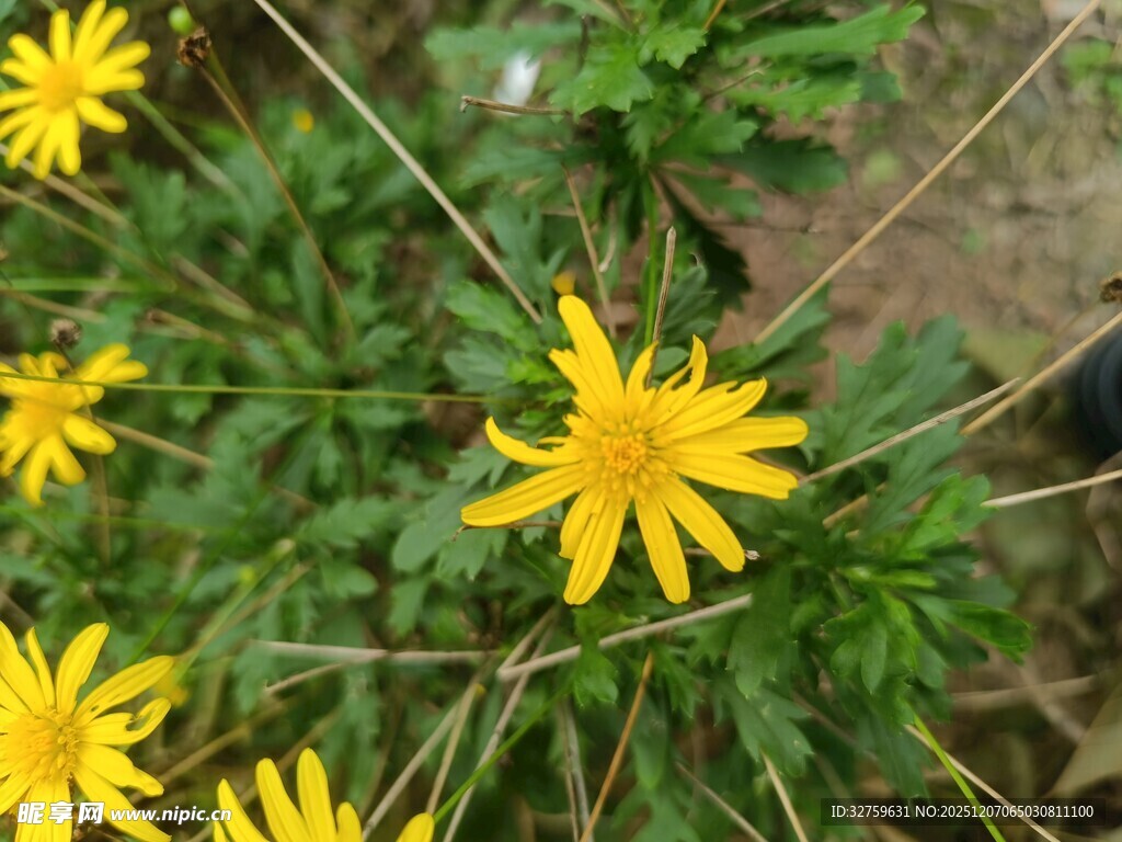 野外黄色小花绽放