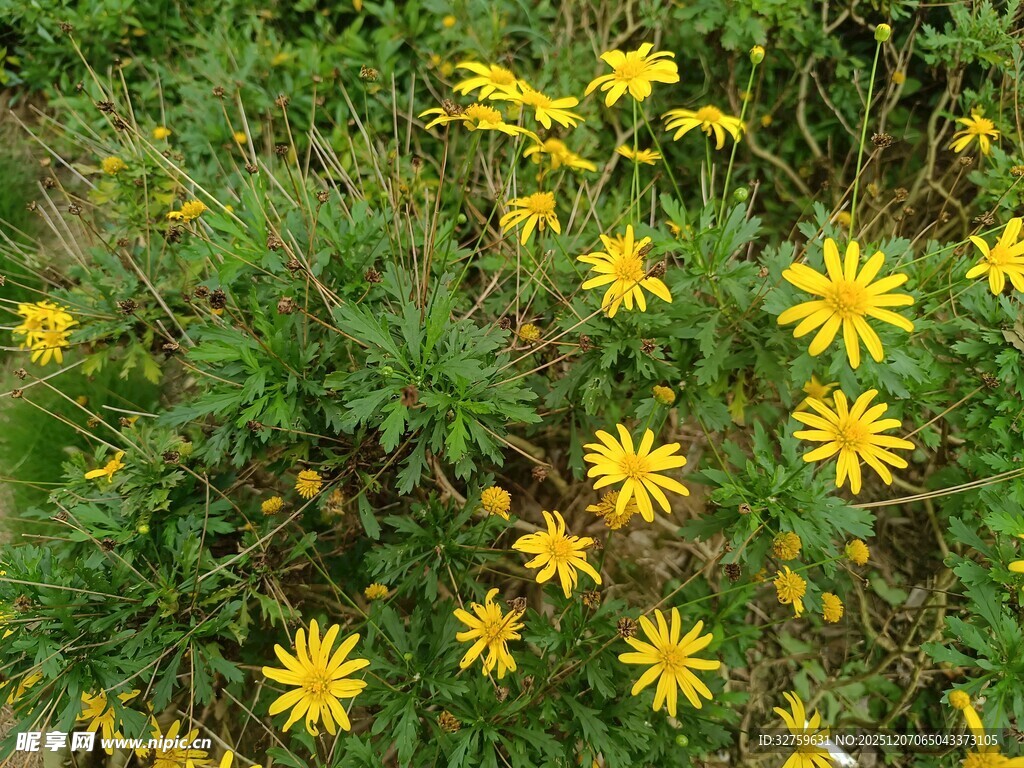 黄色小花绽放于绿叶间