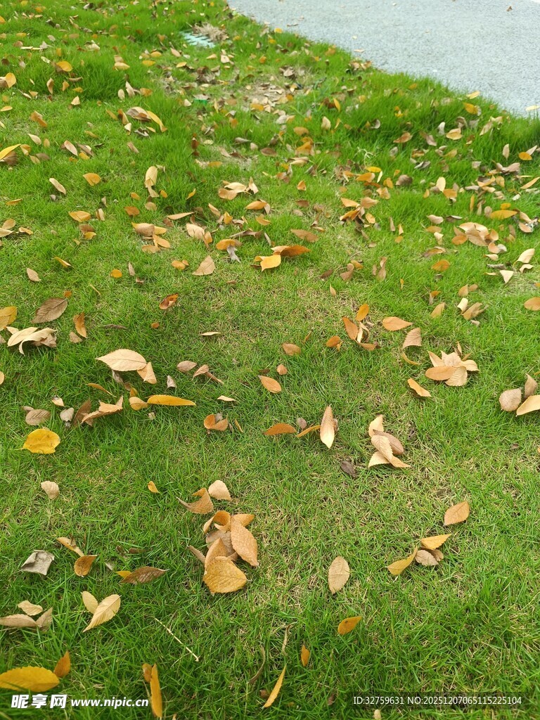 草地上散落的枯黄树叶