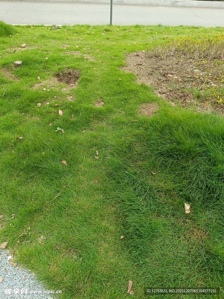 户外翠绿草地局部景象