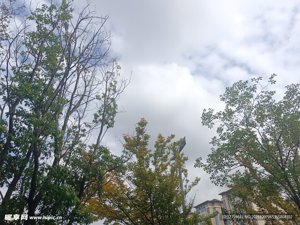 秋日树梢与天空景致