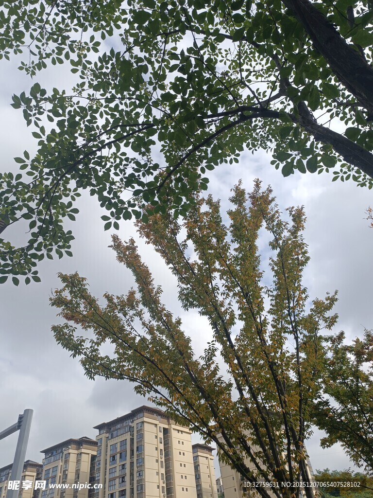 城市中枝叶繁茂的绿树