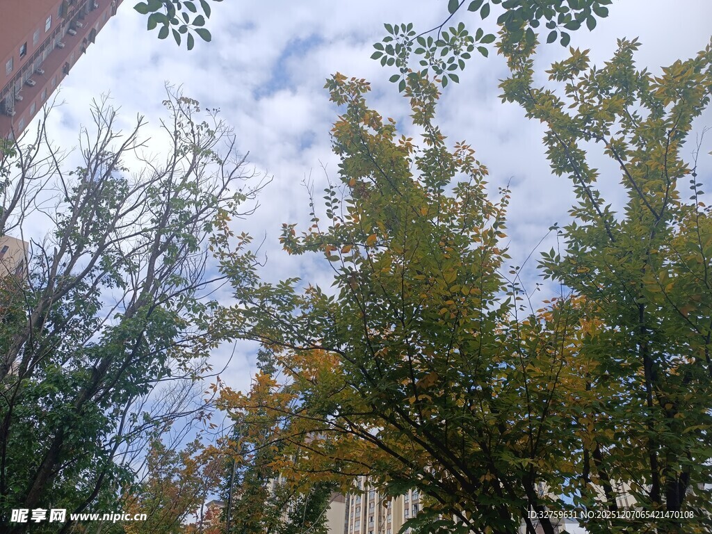 秋日树梢间的天空景致