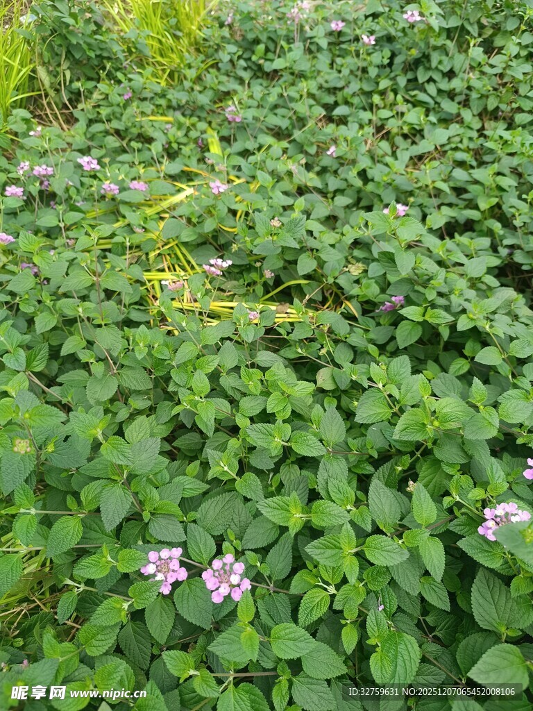 绿叶丛中绽放的紫色小花