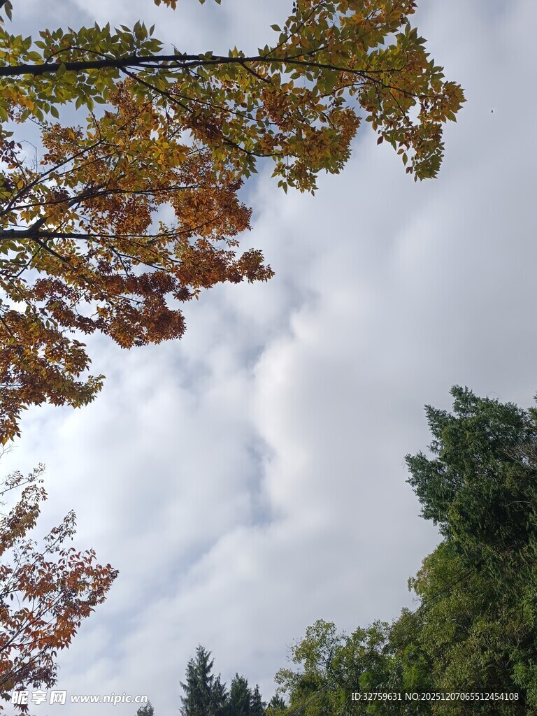 秋日树梢与天空的景致