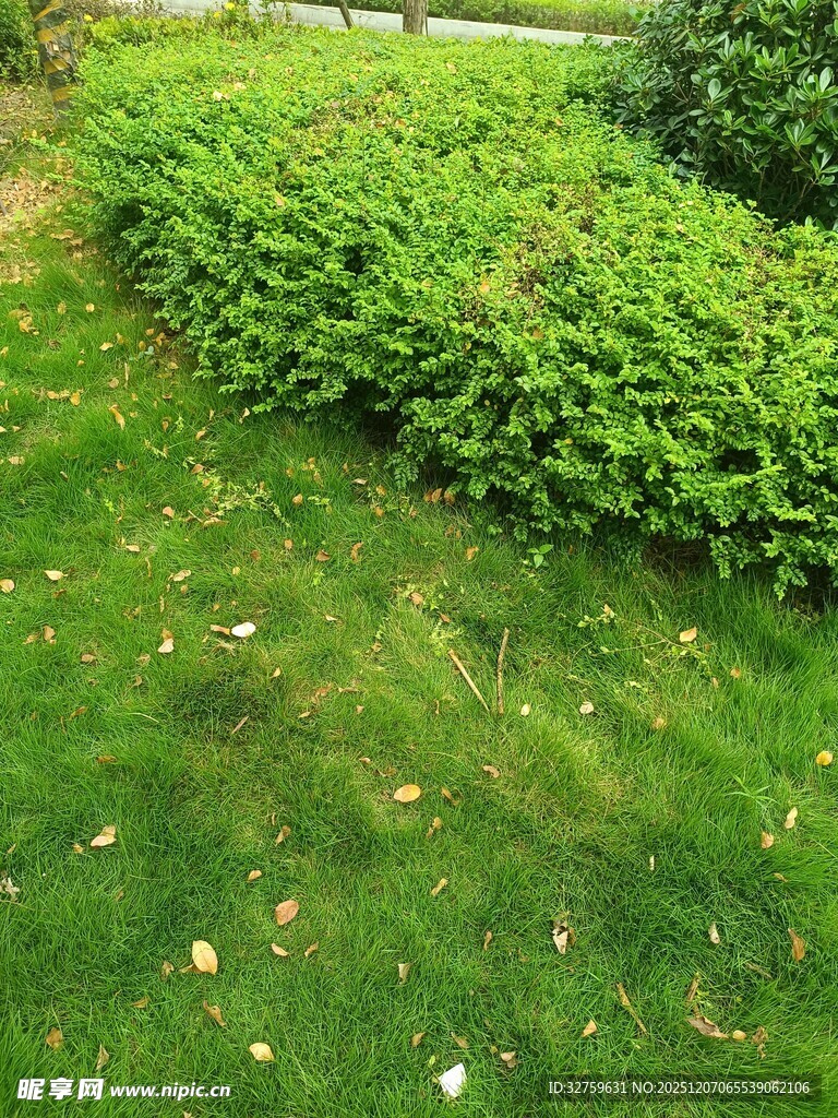 绿意盎然的草坪与灌木丛