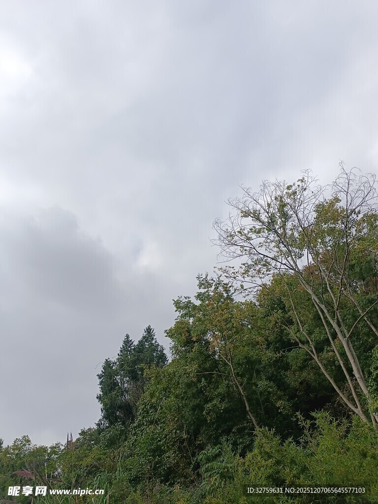 阴天中的茂密树林