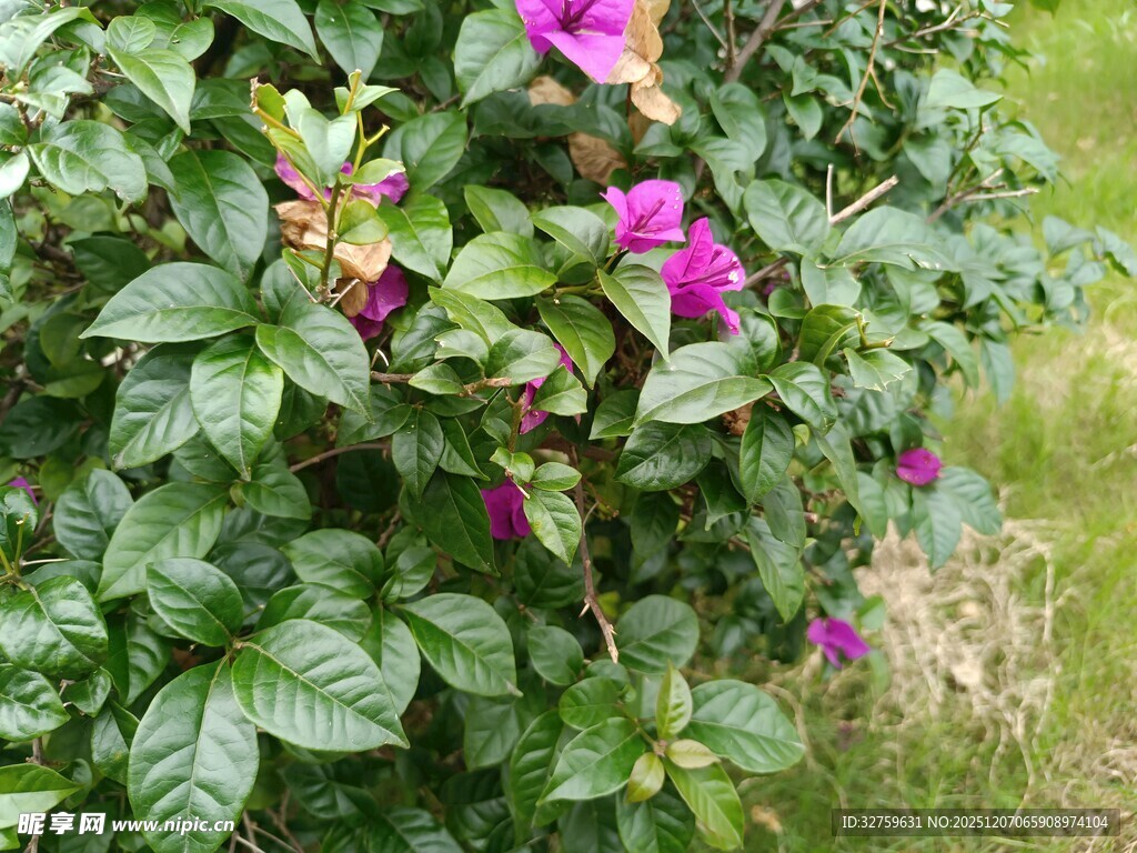 绿叶丛中的艳丽紫花