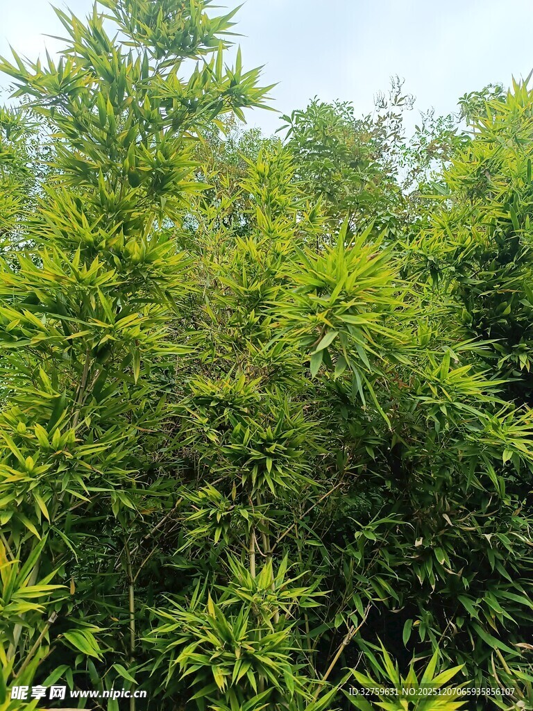 茂密竹林绿意盎然