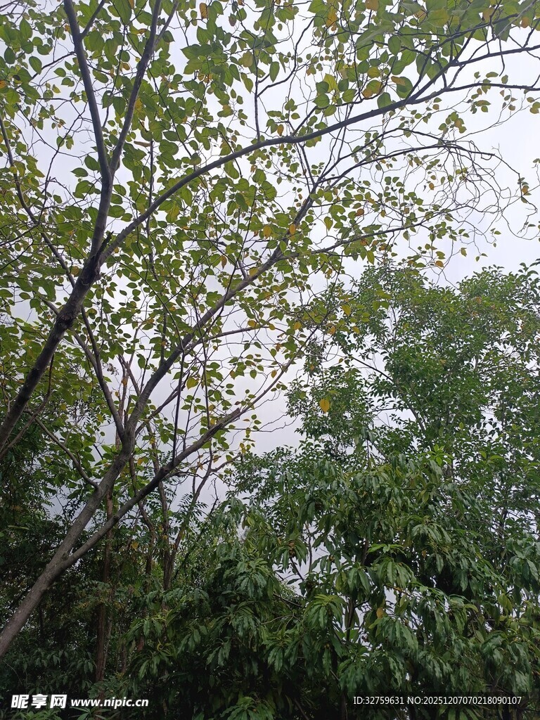 繁茂枝叶间的绿意景致