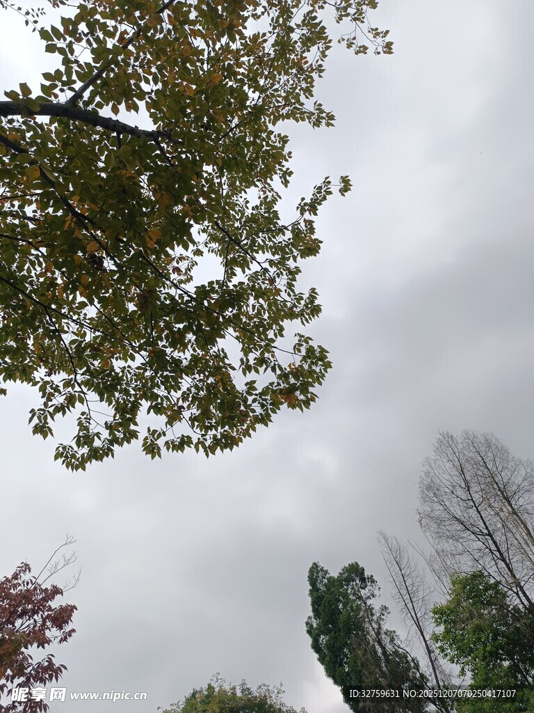 仰视绿树与灰白天空