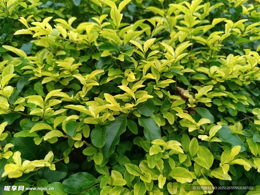 翠绿繁茂的绿植景观