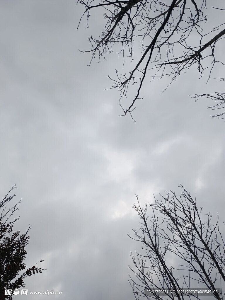 冬日枯树与阴沉天空