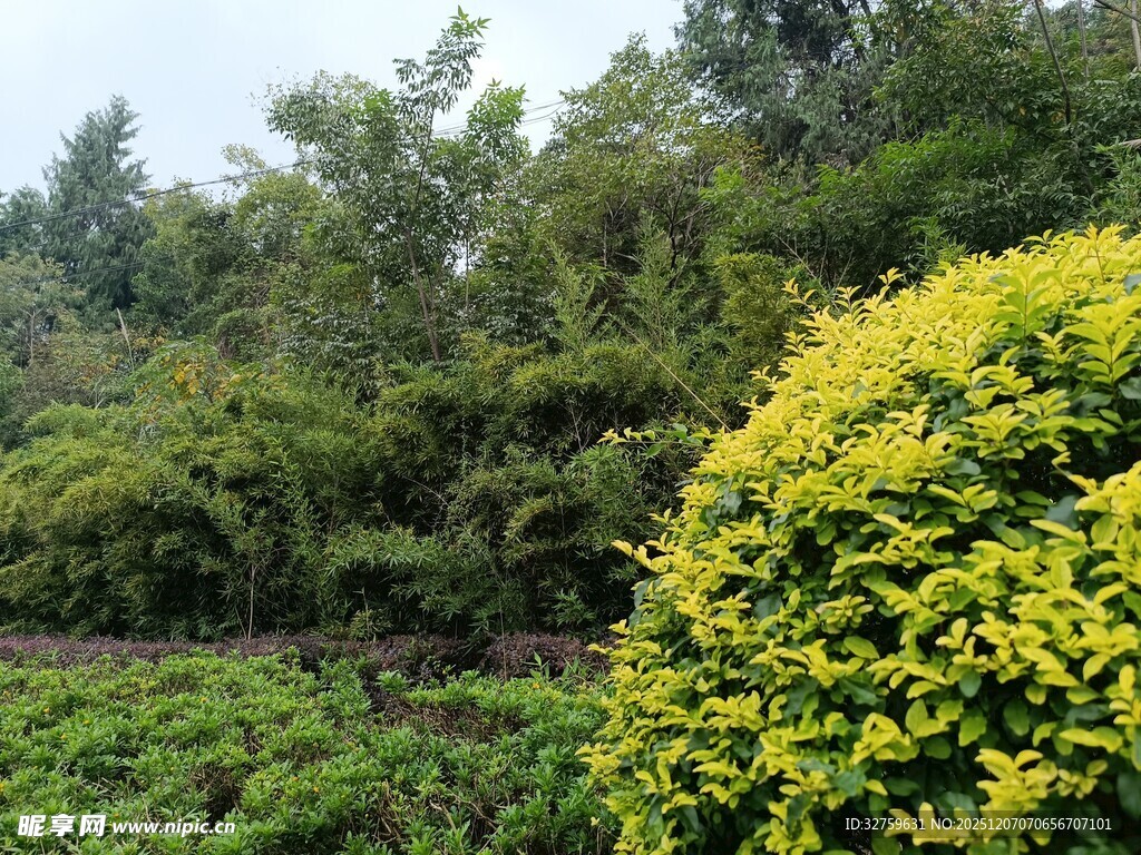 绿意盎然的多彩植物景观
