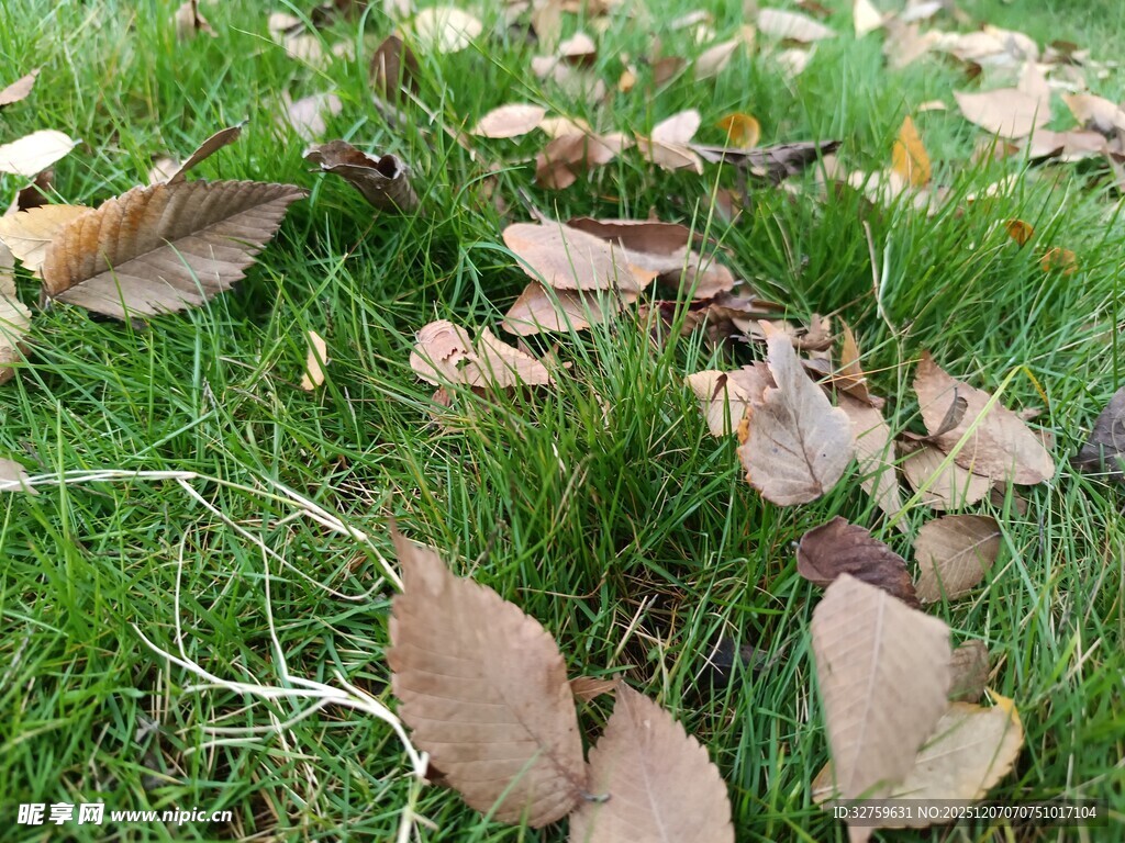 草地上的枯黄落叶
