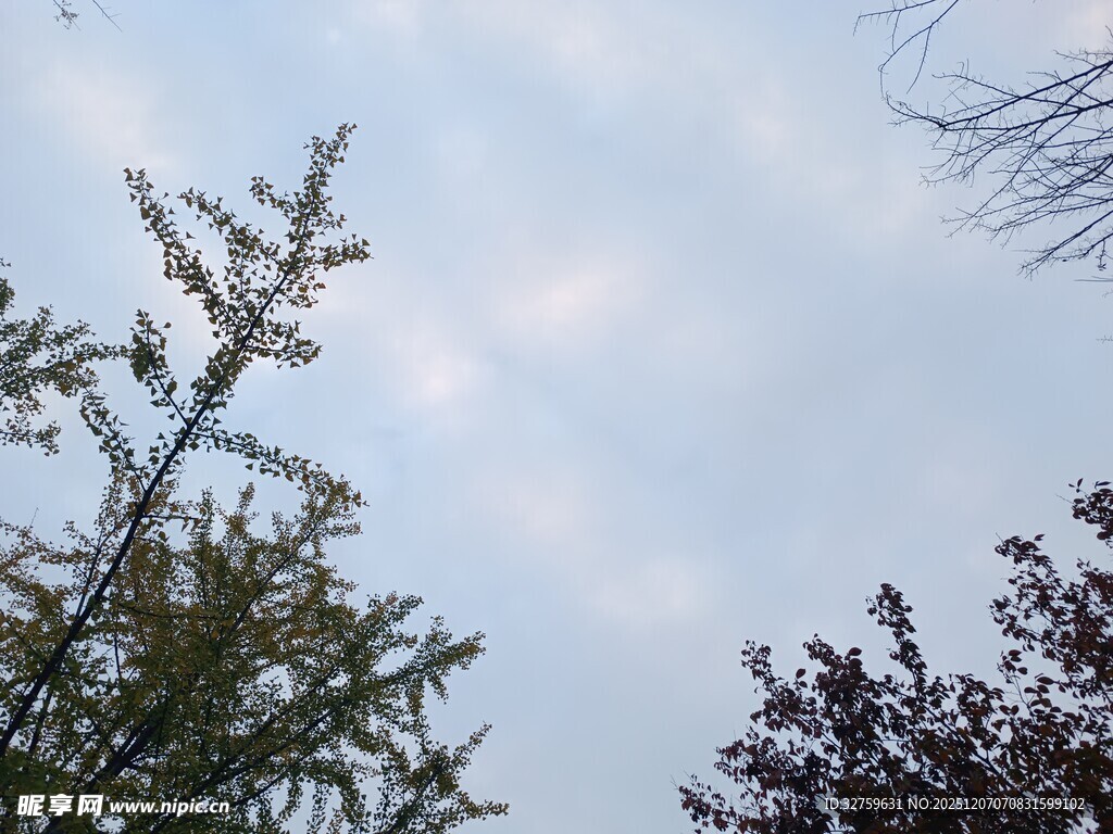 树梢之上的天空景象