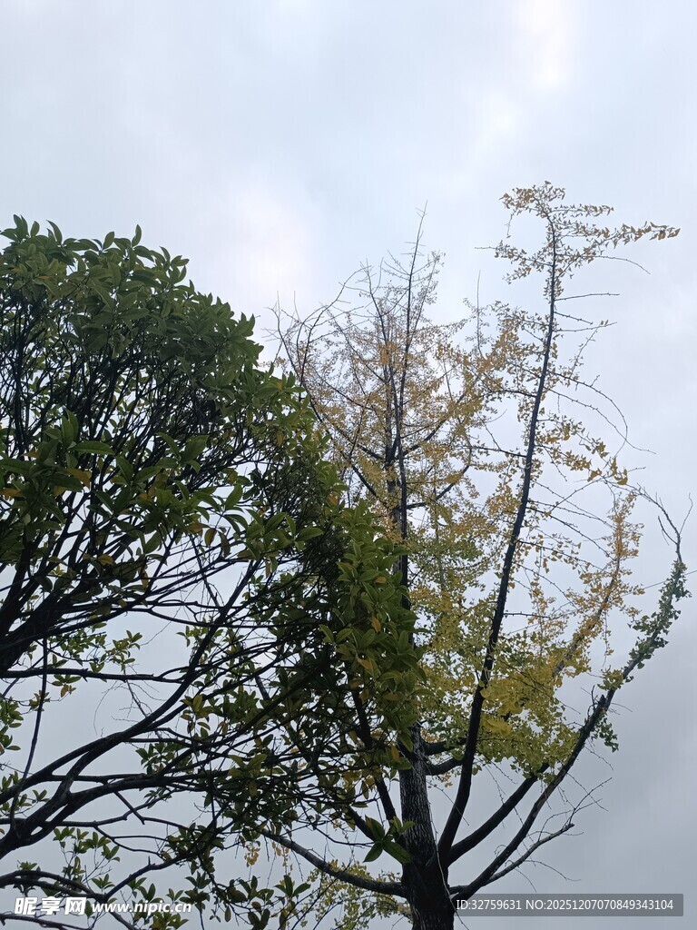 天空下的树木景致