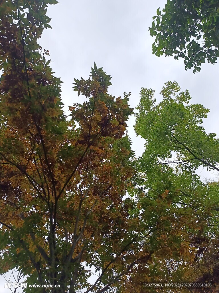 秋日多彩树冠景致