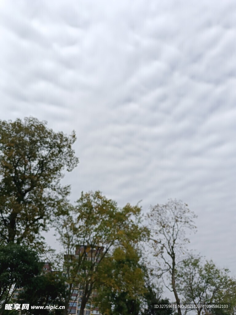 天空下的树木与层叠云彩