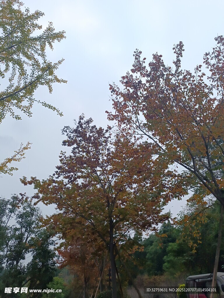 秋日斑斓树木景致