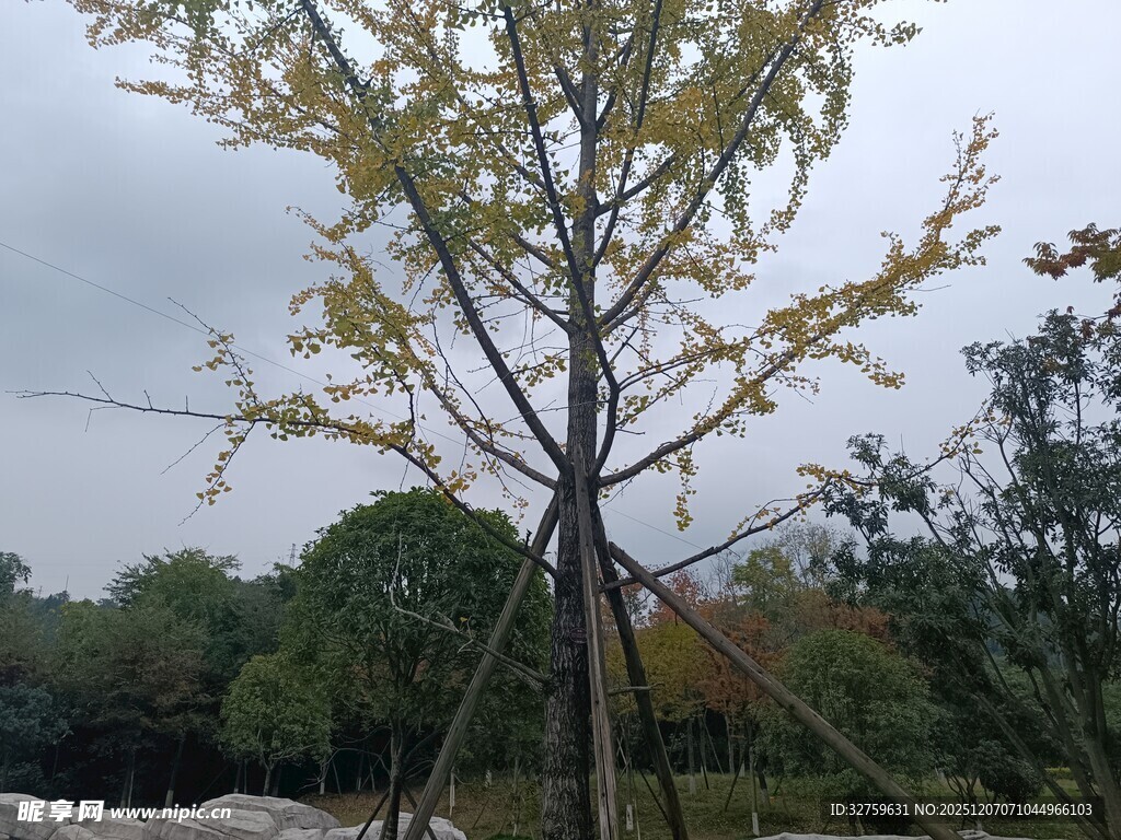 户外单棵树木景致
