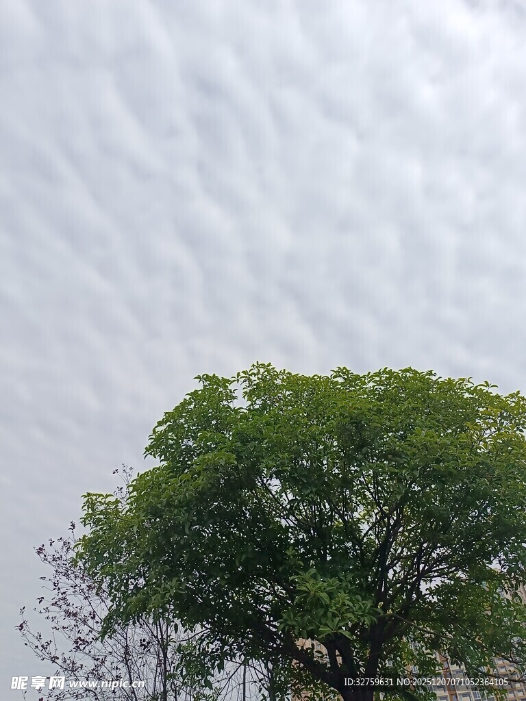 绿树映灰白天空