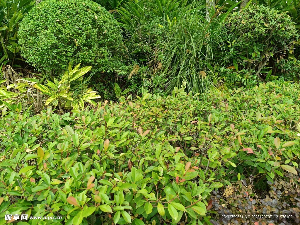绿意盎然的植物景观