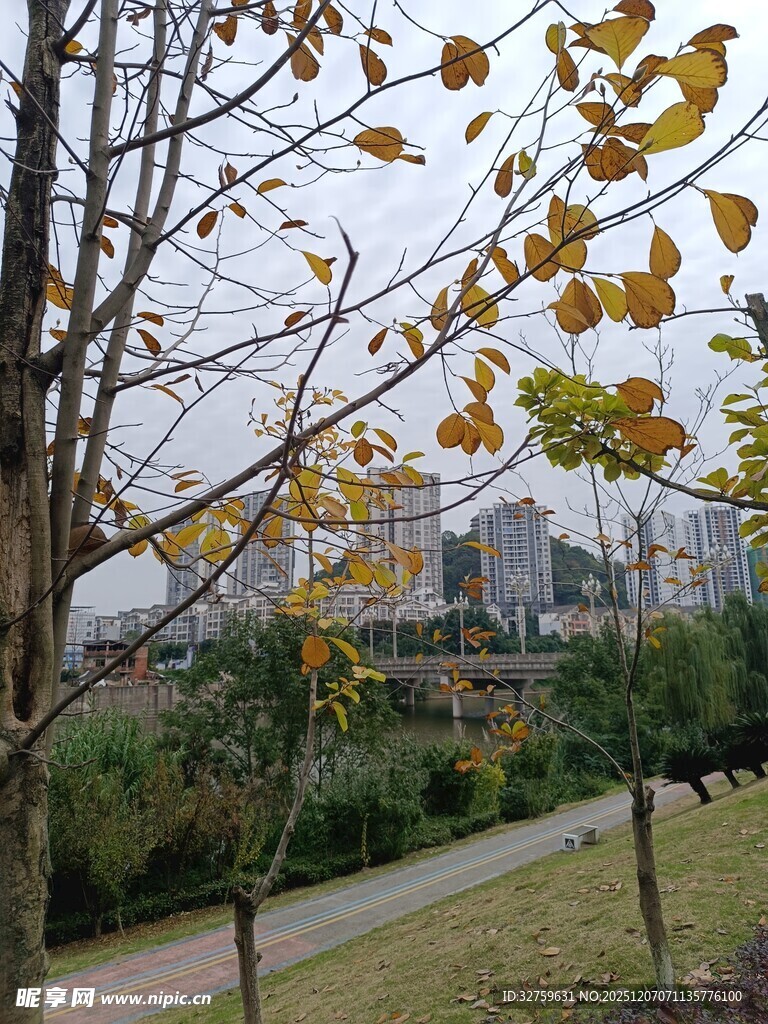 秋日公园黄叶与远城景致