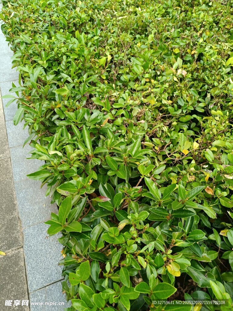 翠绿繁茂的绿植景观