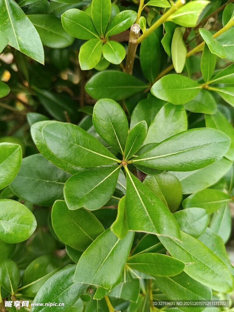 翠绿繁茂的绿植叶片