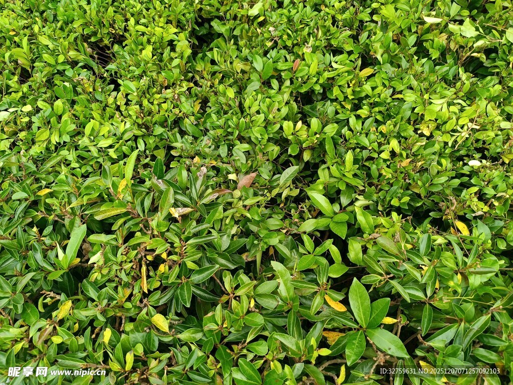 翠绿繁茂的灌木丛