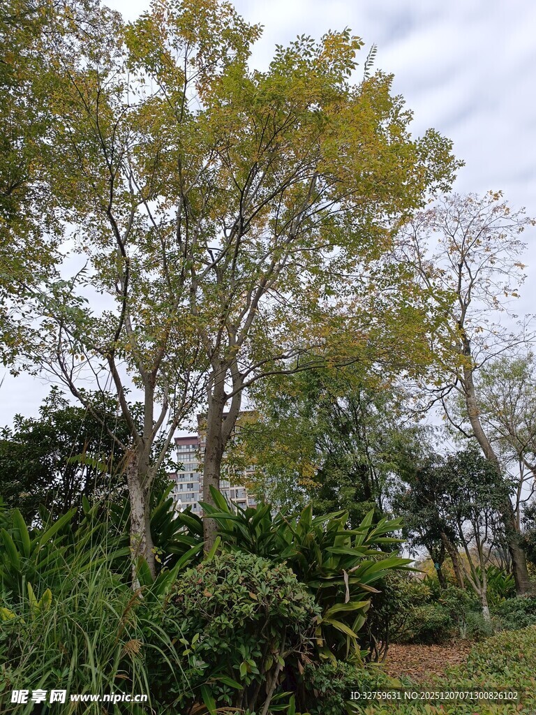 秋日树林中的繁茂绿植