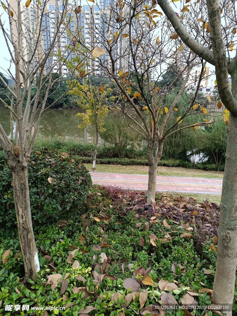 城市公园中的绿植景观