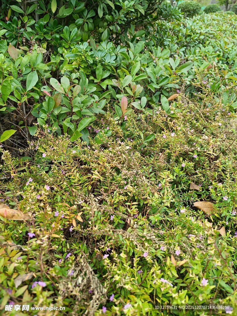 野外繁茂的绿色植物景观