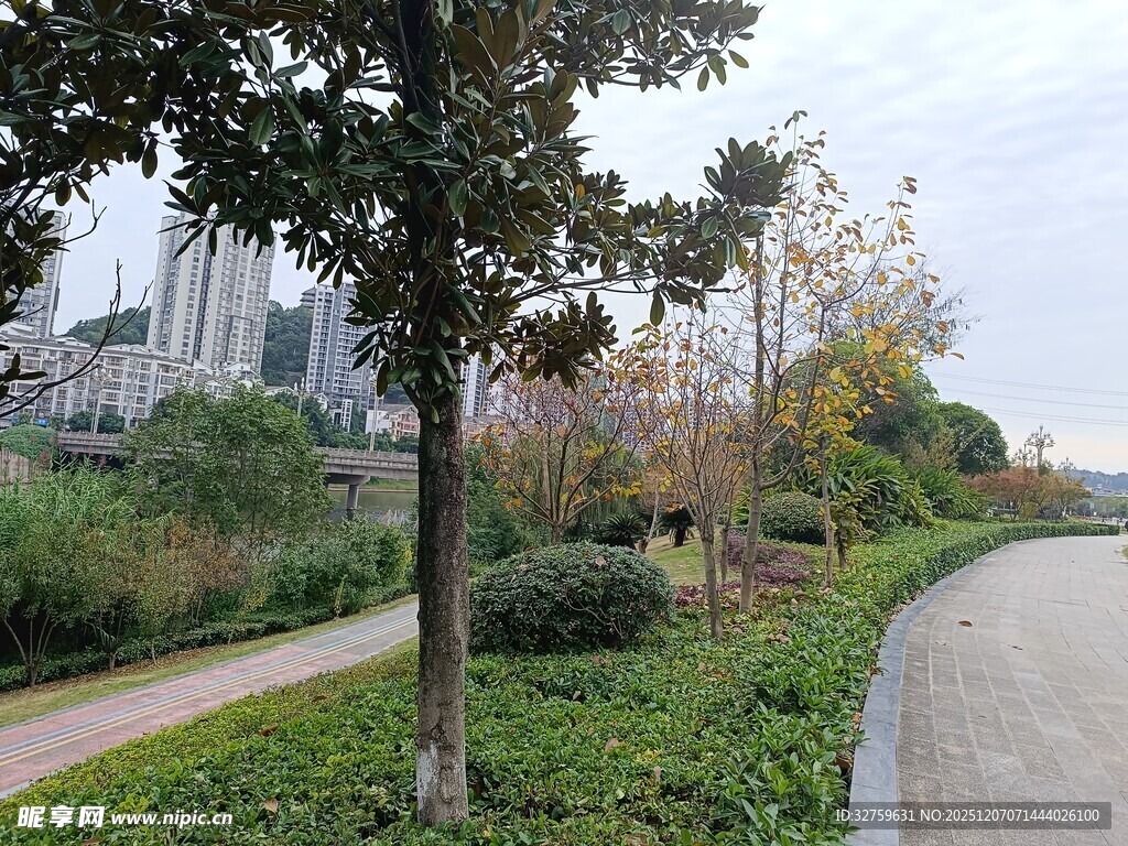 城市路边的绿树与小径